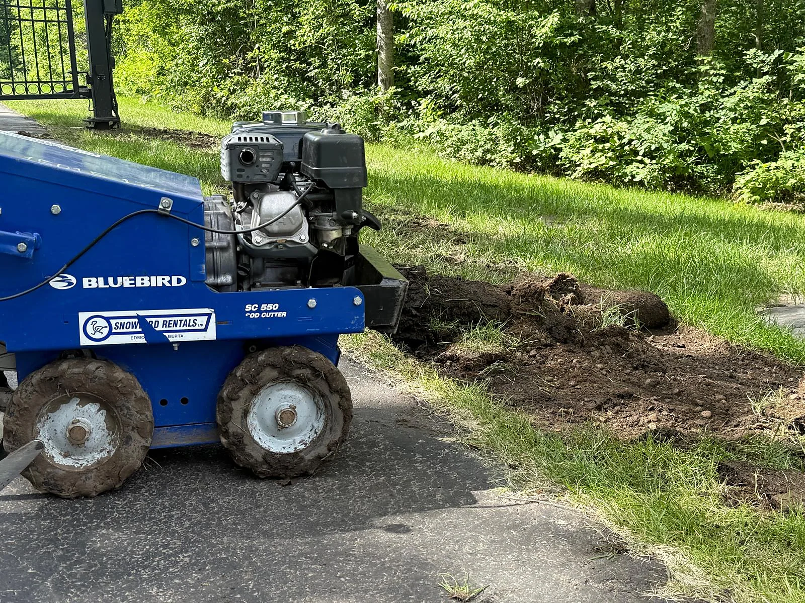 Sod cutter at work preparing turf for renewal