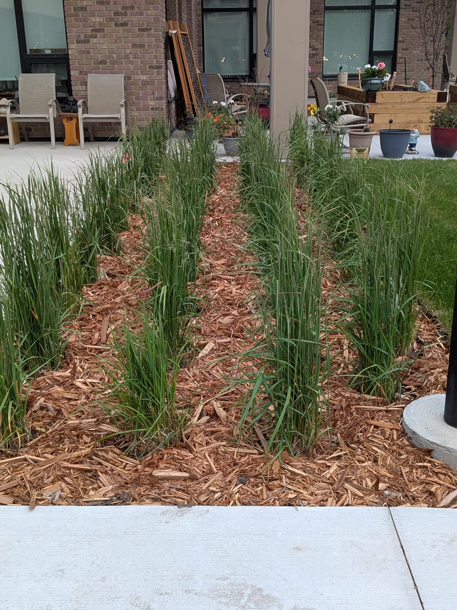 Ornamental grasses planted in mulched beds