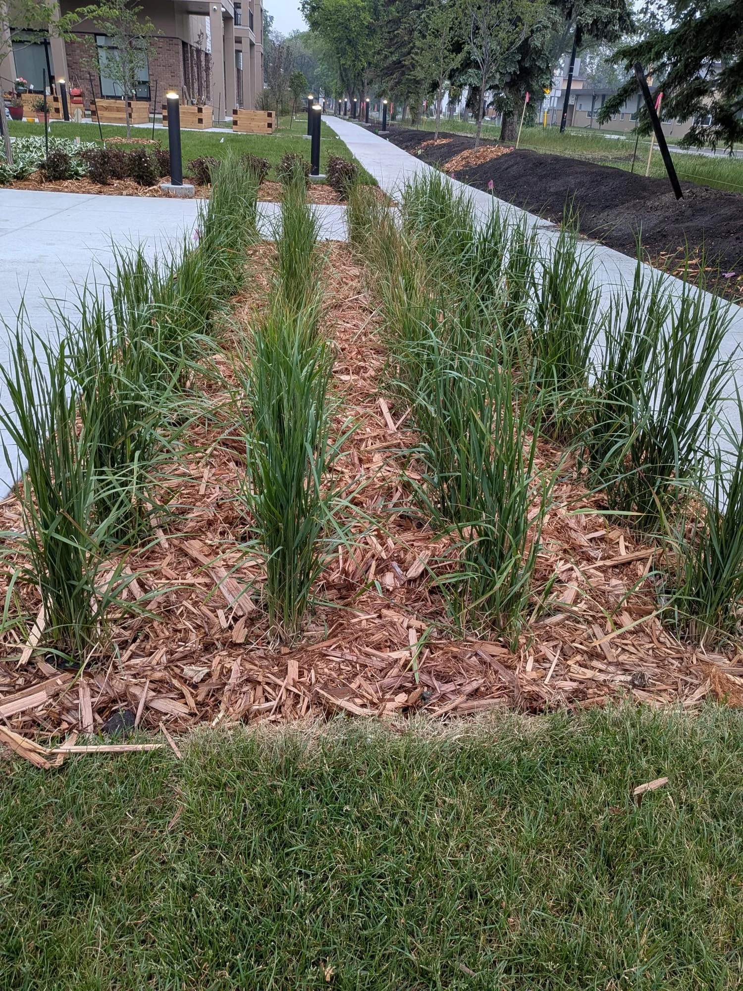 Ornamental grasses along concrete walkways