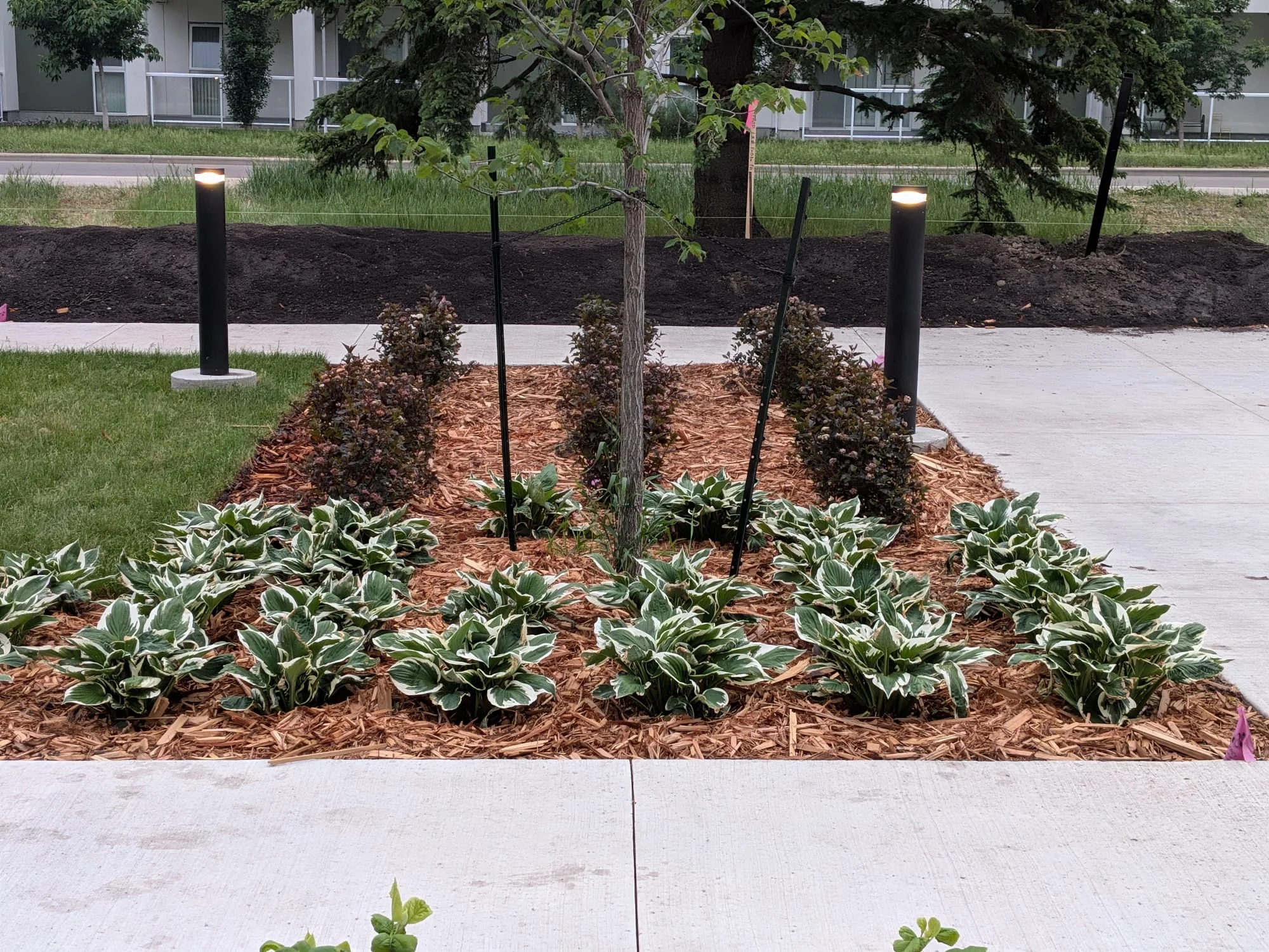 Completed mulch bed with decorative plants
