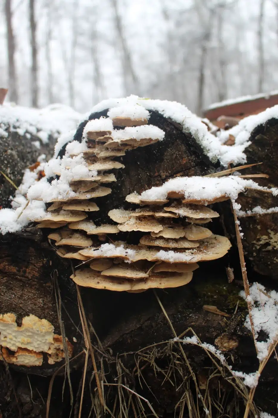 Woodland Detail