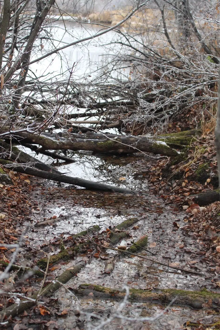 Creek Before Cleanup