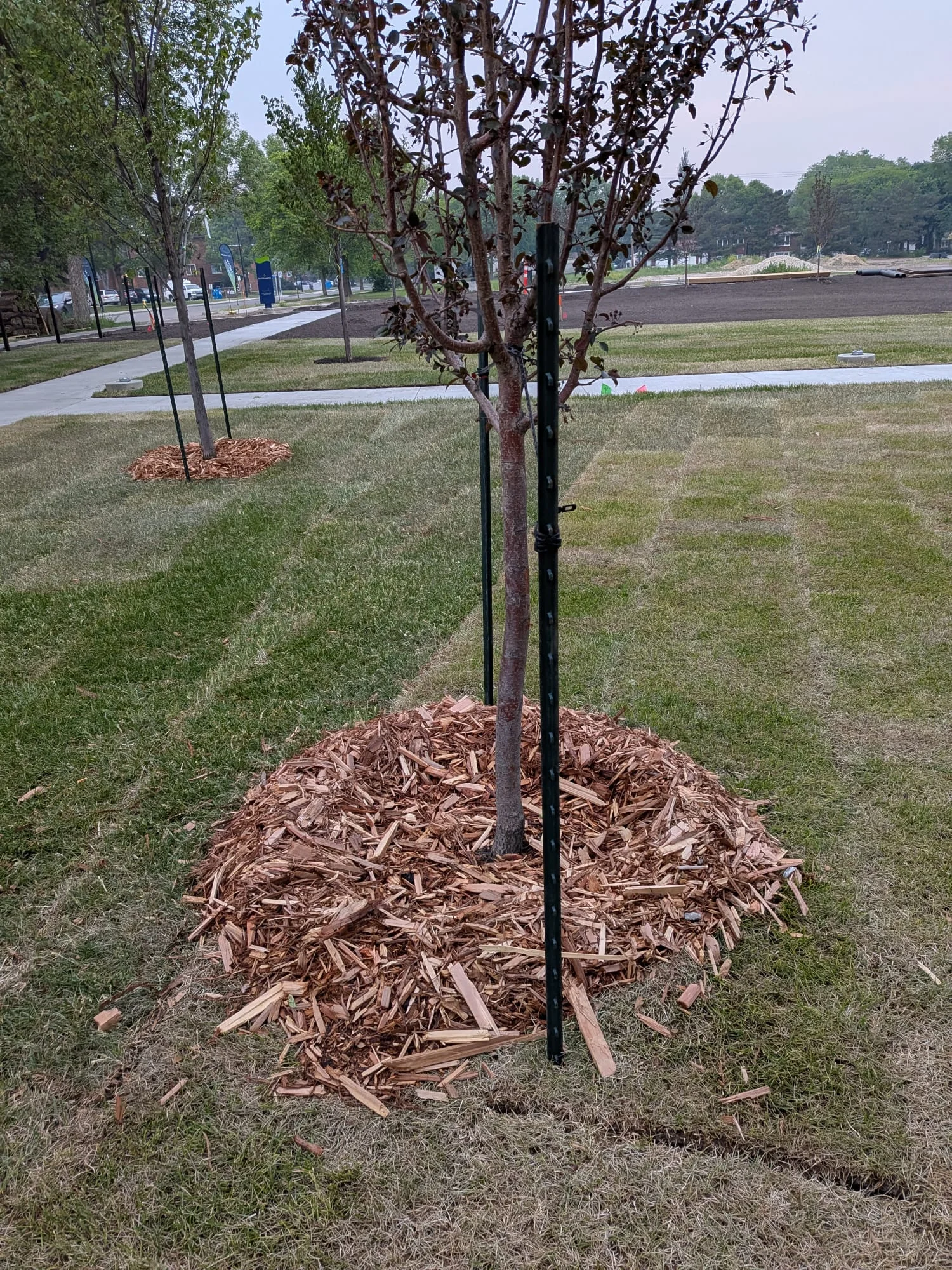Mulch applied around newly planted tree