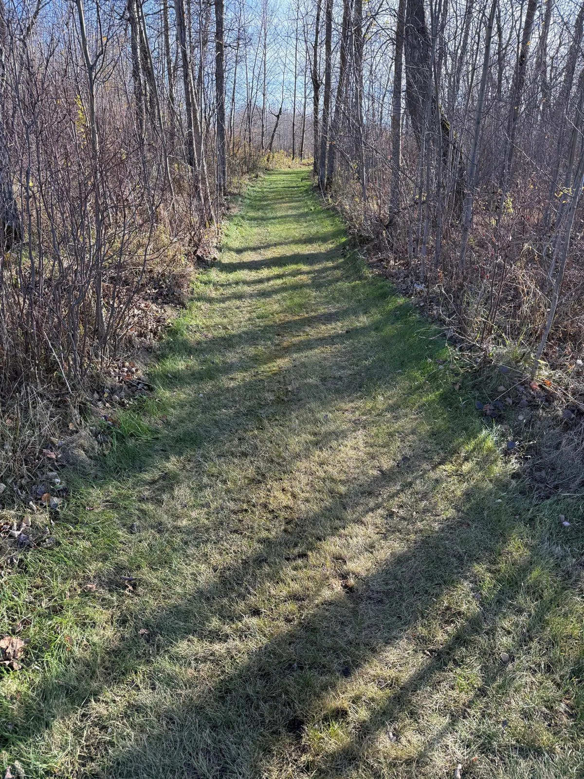 Maintained grass walking path through trees